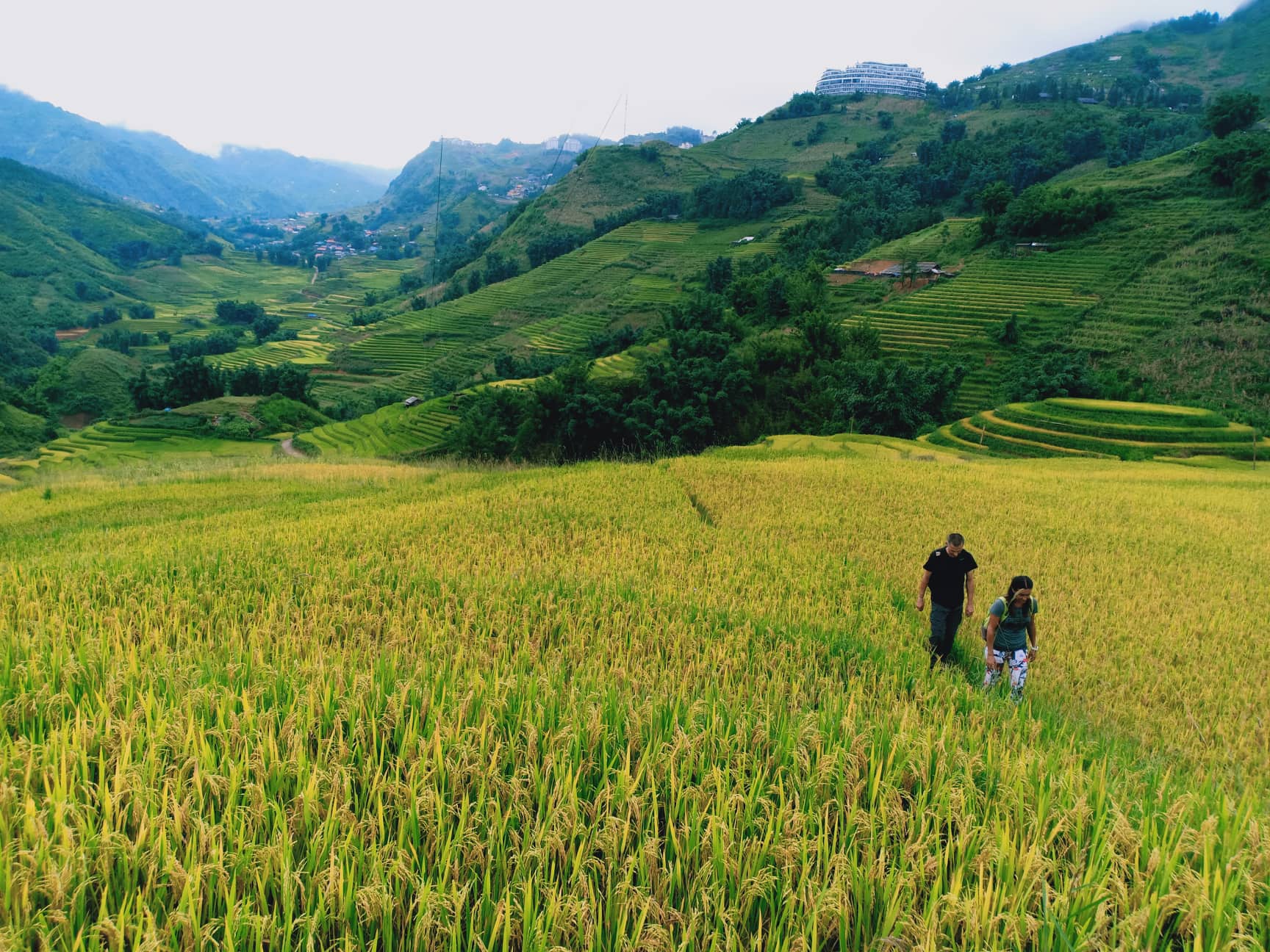 Đi du lịch sapa mùa nào đẹp nhất? đó là mua lúa chín ngắm ruộng bậc thang như một bức tranh.