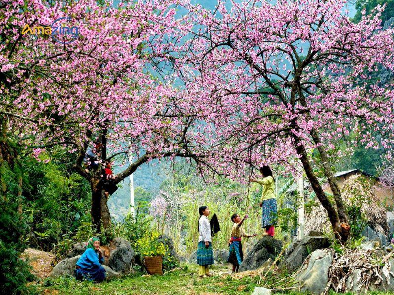 Đi du lịch sapa mua nào đẹp nhất là tháng 1,2 mùa hoa đào khoe sắc.